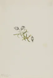Campione annuente (Lychnis apetala)