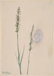Tasselli da donna che annuiscono (Ibidium cernum)
