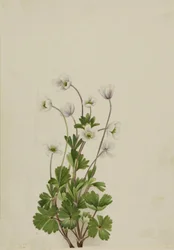 Anemone del Nord Anemone parviflora, 1924
