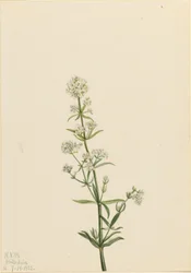 Pungitopo settentrionale (Galium boreale)