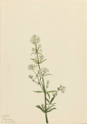 Galium boreale, 1922