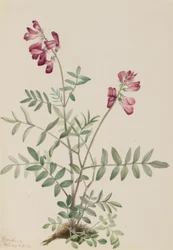 Hedysarum boreale (Hedysarum boreale)