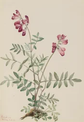 Hedysarum boreale