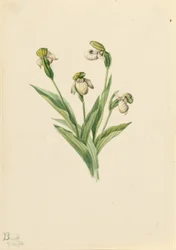 Pantofola della signora settentrionale (Cypripedium passerinum)