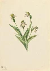 Scarpetta della signora del nord Cypripedium passerinum, 1916