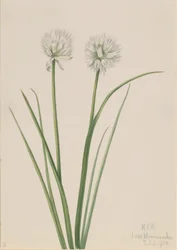 Cipolla del Nord (Allium sibiricum)