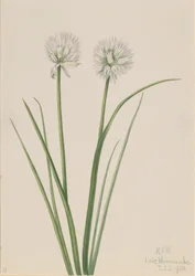 Cipolla del Nord Allium sibiricum, 1920
