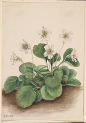 Campane di Oconee (Shortia galacifolia)