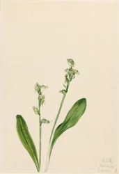 Orchidea a una foglia (Habenaria obtusata)