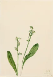 Orchidea di palude a foglia singola Habenaria obtusata