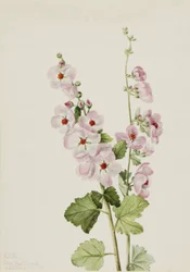 Globemallow dagli occhi arancioni, 1926