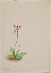 Orchidea (Orchis rotundifolia)
