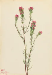 Trifoglio dei gufi (Orthocarpus tenuifolius)