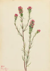 Owl-clover Orthocarpus tenuifolius, 1923