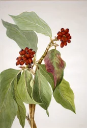 Corniolo del Pacifico (Cornus nuttallii)
