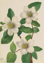Corniolo del Pacifico Cornus nuttallii, 1933