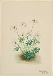 Viola mammola (Viola pedata)