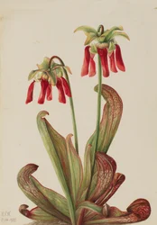 Sarracenia psittacina