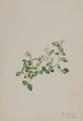 Bacche di pernice (Mitchella repena)