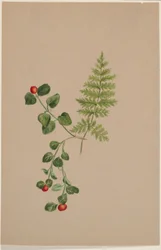 Bacche di pernice (Mitchella repens)