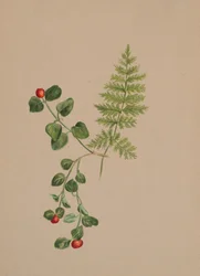 Partridgeberry Mitchella repens, ca. 1883