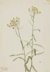 Perla perenne (Anaphalis margaritacea)