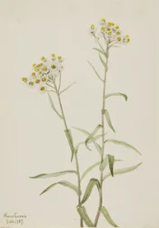 Perla eterna Anaphalis margaritacea