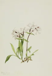 Silene caroliniana, 1917