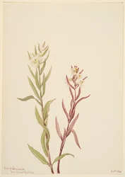 Pedicularis raremosa, 1904