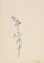 Pentstemon Pentstemon procerus