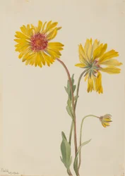 Gaillardia perenne (Gaillardia aristata)