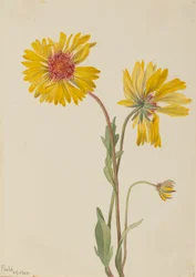 Gaillardia Perenne Gaillardia aristata, 1904