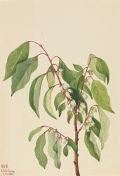 Cachi Diospyros virginiana