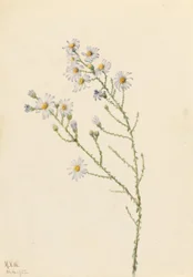 Aster squarrosus (Pineland Aster)