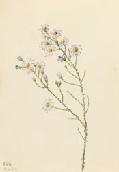 Aster di Pineland Aster squarrosus