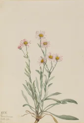 Flebo rosa (Erigeron caespitosus)