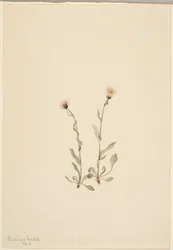 Flebo rosa (Erigeron jucundus)