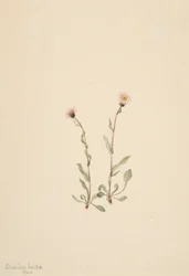 Erigeron jucundus Rosa
