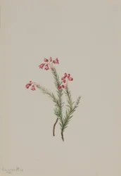 Erica rosa (Phyllodoce empetriformis)