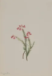 Erica rosa Phyllodoce empetriformis, 1901
