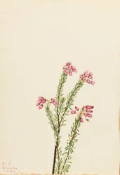 Erica rosa di montagna (Phyllodoce empetriformis)