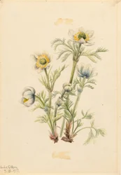 Plume Anemone (Pulsatilla occidentalis)