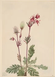 Fumaria della prateria (Sieversia ciliata)