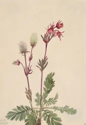 Prairie-Smoke Sieversia ciliata, 1921