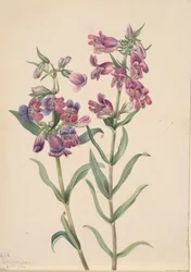 Pentstemon della prateria, 1923