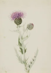 Cardo delle praterie Cirsium undulatum, 1923