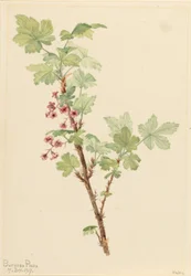 Ribes d