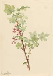 Ribes spinoso Ribes lacustre, 1917