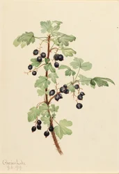 Ribes spinoso, 1919