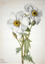 Papavero spinoso Argemone hispida, 1936